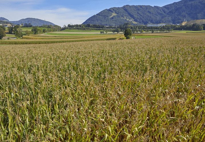 Agricoltura & Colture