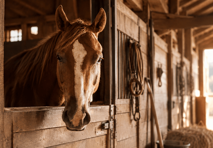 Cavallo e Cavaliere